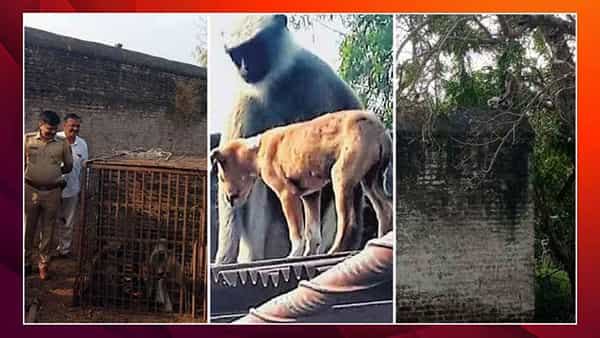 Gang War: కోతులు-కుక్కల గ్యాంగ్వార్కు బ్రేక్.. వానర నాయకుల బందీ..