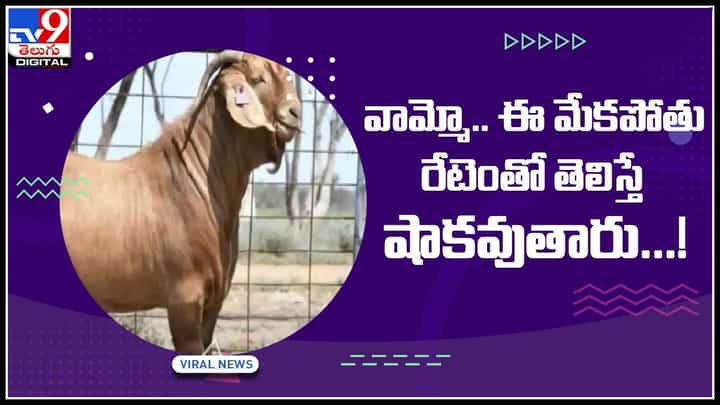Most Expensive Goat: వామ్మో.. ఈ మేకపోతు రేటెంతో తెలిస్తే షాకవుతారు...! రికార్డ్స్ బ్రేక్ చేసిన ఈ మేక.. (వీడియో) Most Expensive Goat: వామ్మో.. ఈ మేకపోతు రేటెంతో తెలిస్తే షాకవుతారు...! రికార్డ్స్ బ్రేక్ చేసిన ఈ మేక.. (వీడియో)