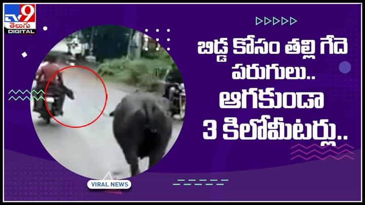 Viral Video: అప్పుడే పుట్టిన దూడ కోసం తల్లి గెదే ఆరాటం బిడ్డను ఎత్తుకెళ్తున్నారనే భయంతో 3కి.మీ పరిగెత్తిన గెదే..(వీడియో) Viral Video: అప్పుడే పుట్టిన దూడ కోసం తల్లి గెదే ఆరాటం బిడ్డను ఎత్తుకెళ్తున్నారనే భయంతో 3కి.మీ పరిగెత్తిన గెదే..(వీడియో)