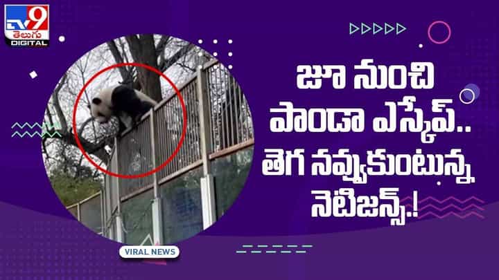 Viral Video : జూ నుంచి పాండా ఎస్కేప్ !! తెగ నవ్వుకుంటున్న నెటిజన్స్ !! వీడియో Viral Video : జూ నుంచి పాండా ఎస్కేప్ !! తెగ నవ్వుకుంటున్న నెటిజన్స్ !! వీడియో