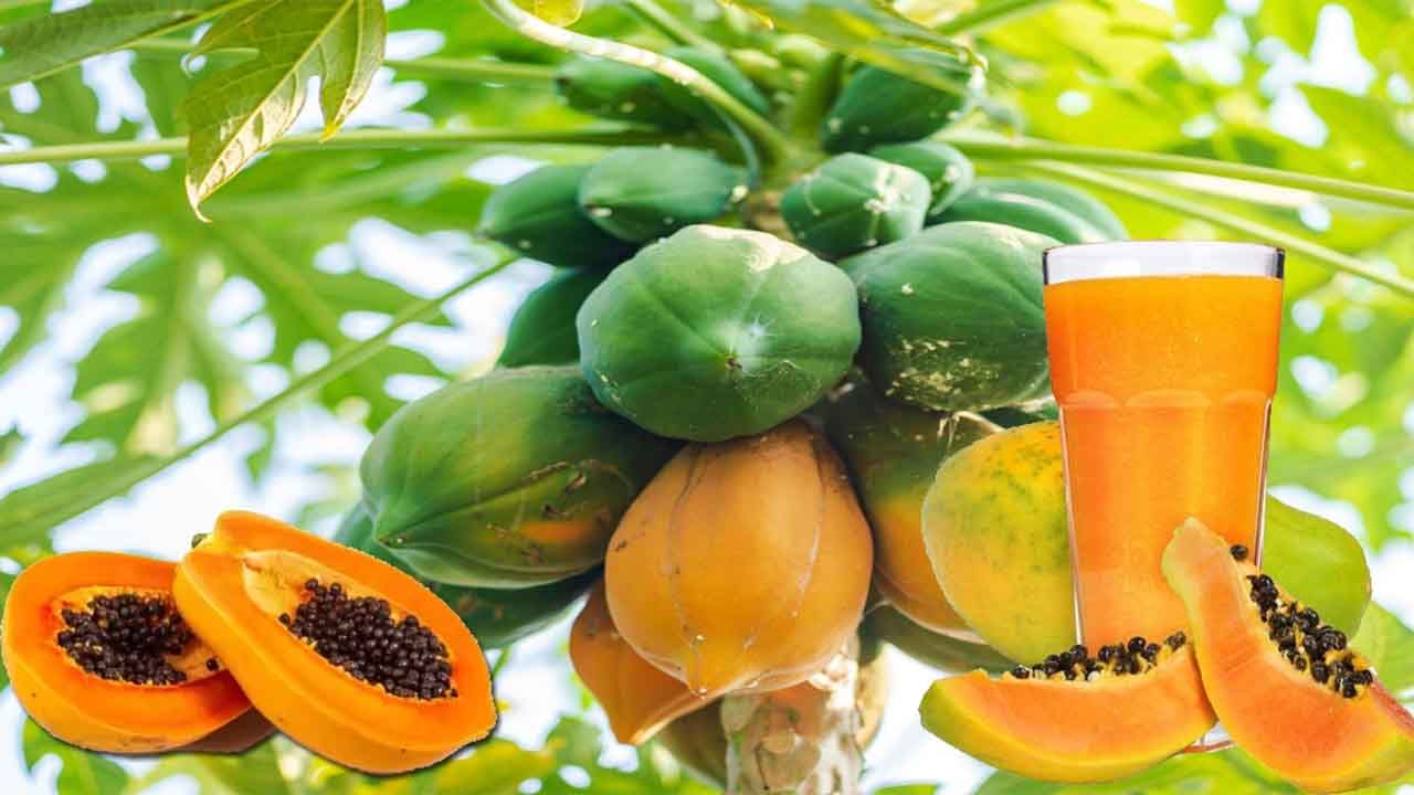 Papaya Benefits: బొప్పాయితో అదిరిపోయే ప్రయోజనాలు.. బెనిఫిట్స్‌ ఎంటో తెలిస్తే షాకవుతారు..!