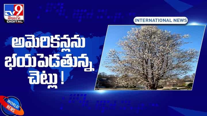 అక్కడ చెట్లను తొలగించేవారికి బహుమతులు !! భయపెడుతున్న చెట్లు !! వీడియో అక్కడ చెట్లను తొలగించేవారికి బహుమతులు !! భయపెడుతున్న చెట్లు !! వీడియో