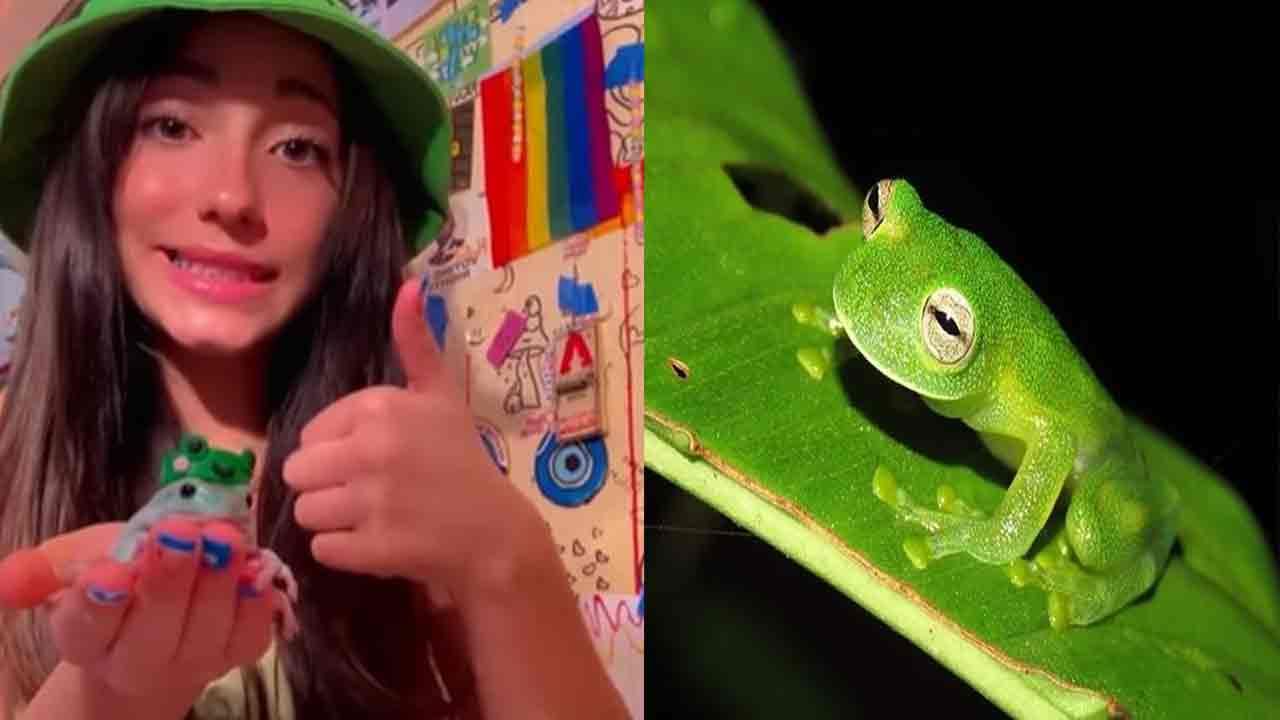 Pet Green Frogs: గ్రీన్ కప్పల్ని పెంచుకుంటున్న బాలిక.. ఇంట్లో కప్పలకి