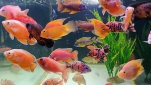 Fish Aquarium: ఇంట్లో ఫిష్ అక్వేరియం ఇంట్లో ఎక్కడ పెట్టాలో తెలుసా.. లేదంటే కలతలు మీ చెంతే..