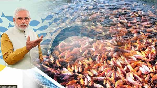 PMMSY Scheme: రైతులకు గుడ్న్యూస్.. ఈ స్క్రీమ్తో వారికి అనేక ప్రయోజనాలు.. అదేంటంటే..