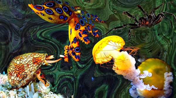 Poisonous Creatures: ప్రపంచంలోనే అత్యంత 5 విషపూరిత జీవులు.. కాటు వేశాయో కాటికి చేరాల్సిందే..!