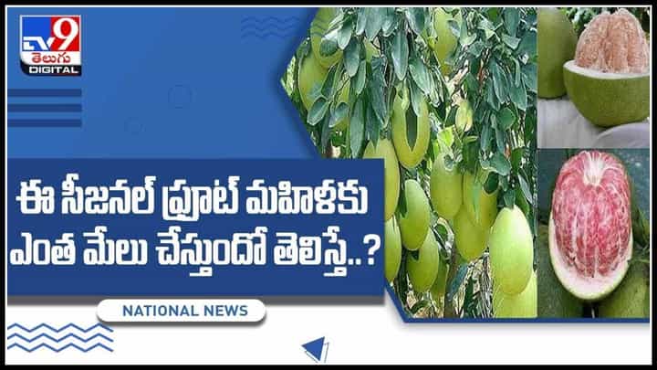 Pomelo Fruit: ఈ సీజనల్ ఫ్రూట్ మహిళకు ఎంత మేలు చేస్తుందో తెలిసా..? కాన్సర్ నిరోధకాలు కలిగిన పండు ఇదే..(వీడియో) Pomelo Fruit: ఈ సీజనల్ ఫ్రూట్ మహిళకు ఎంత మేలు చేస్తుందో తెలిసా..? కాన్సర్ నిరోధకాలు కలిగిన పండు ఇదే..(వీడియో)