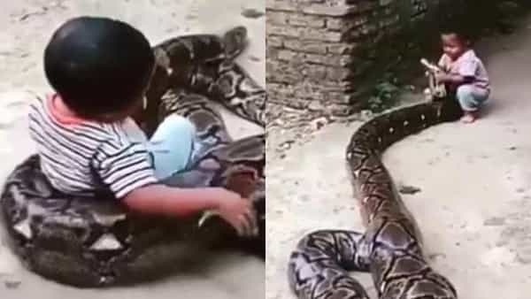 Viral Video: పిల్లాడు కాదు చిచ్చర పిడుగు.. 10 అడుగుల పైథాన్తో చెడుగు ఆడేసుకున్నాడు.. వీడియో చూస్తే షాక్ అవుతారు!