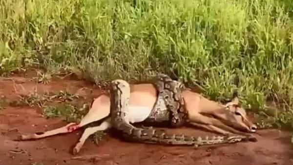 Viral Video: జింకను చుట్టేసిన కొండచిలువ.. వేటాడి మింగేయాలనుకుంది.. కట్ చేస్తే.!