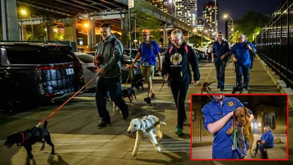 Rats in New York: ఎలుకలు బాబోయ్ ఎలుకలు.. అమెరికాలో ప్రజలకు కొత్త ఇక్కట్లు..