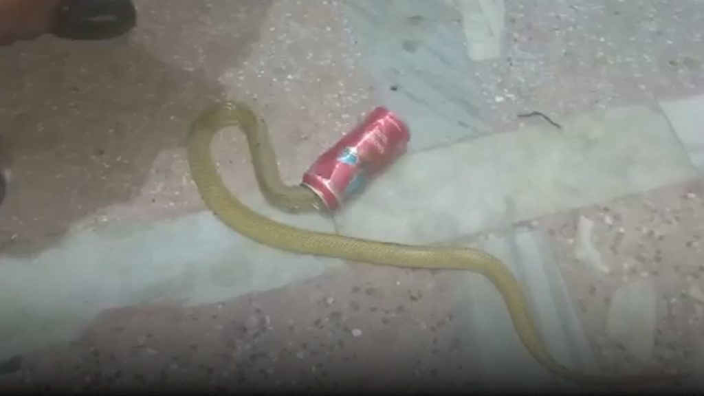 Snake Stuck in Tin: బీర్ టిన్లో ఇరుక్కుపోయిన నాగుపాము తల.. ఎలా బయటకు తీశారంటే..! Snake Stuck in Tin: బీర్ టిన్లో ఇరుక్కుపోయిన నాగుపాము తల.. ఎలా బయటకు తీశారంటే..!