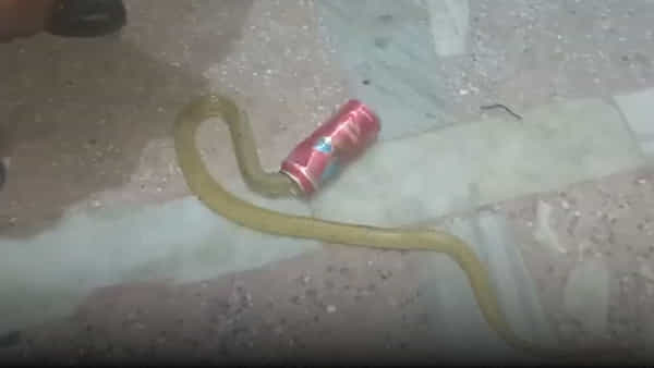 Snake Stuck in Tin: బీర్ టిన్లో ఇరుక్కుపోయిన నాగుపాము తల.. ఎలా బయటకు తీశారంటే..!