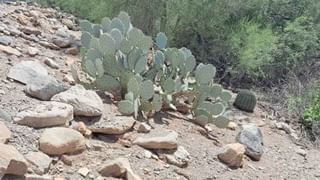 చీమకు కూడా పళ్లు ఉంటాయని మీకు తెలుసా.. అవి కూడా ఒకటి, రెండు కాదు.. ఎన్నో తెలుసా..