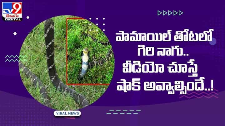 పామాయిల్ తోటలో గిరి నాగు !! వీడియో చూస్తే షాక్ అవ్వాల్సిందే !! వీడియో పామాయిల్ తోటలో గిరి నాగు !! వీడియో చూస్తే షాక్ అవ్వాల్సిందే !! వీడియో