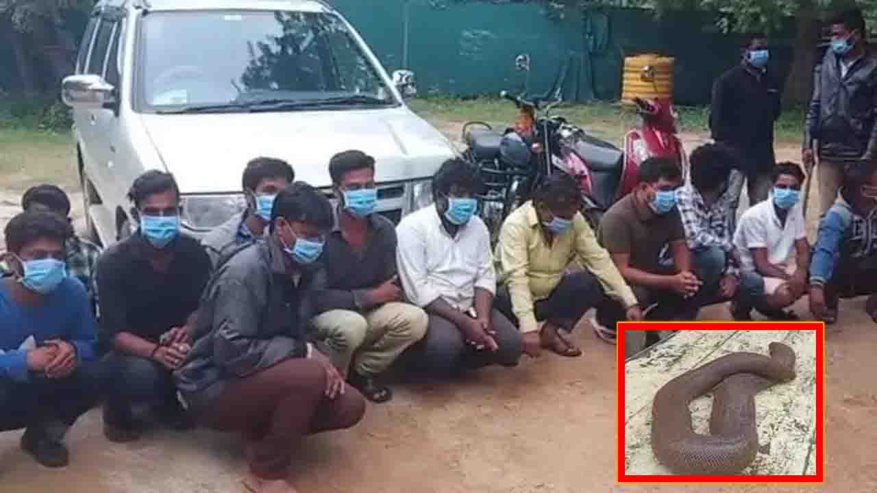 Snake Smuggle: పామును చంపి తింటే లైంగిక సామర్థ్యం పెరుగుతుందా? క్యాన్సర్‌, ఎయిడ్స్‌ లాంటి వ్యాధులు నయమవుతాయా?