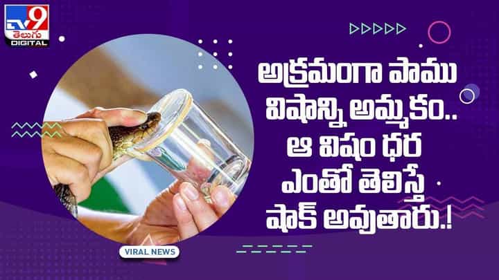 అక్రమంగా పాము విషాన్ని అమ్మకం !! ఆ విషం ధర ఎంతో తెలిస్తే షాక్ !! వీడియో అక్రమంగా పాము విషాన్ని అమ్మకం !! ఆ విషం ధర ఎంతో తెలిస్తే షాక్ !! వీడియో