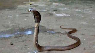 Kannababu: “వియ్యంకుడు అఖండ.. కుమారుడు పప్పుండ..” చంద్రబాబుపై మంత్రి కన్నబాబు సంచలన వ్యాఖ్యలు