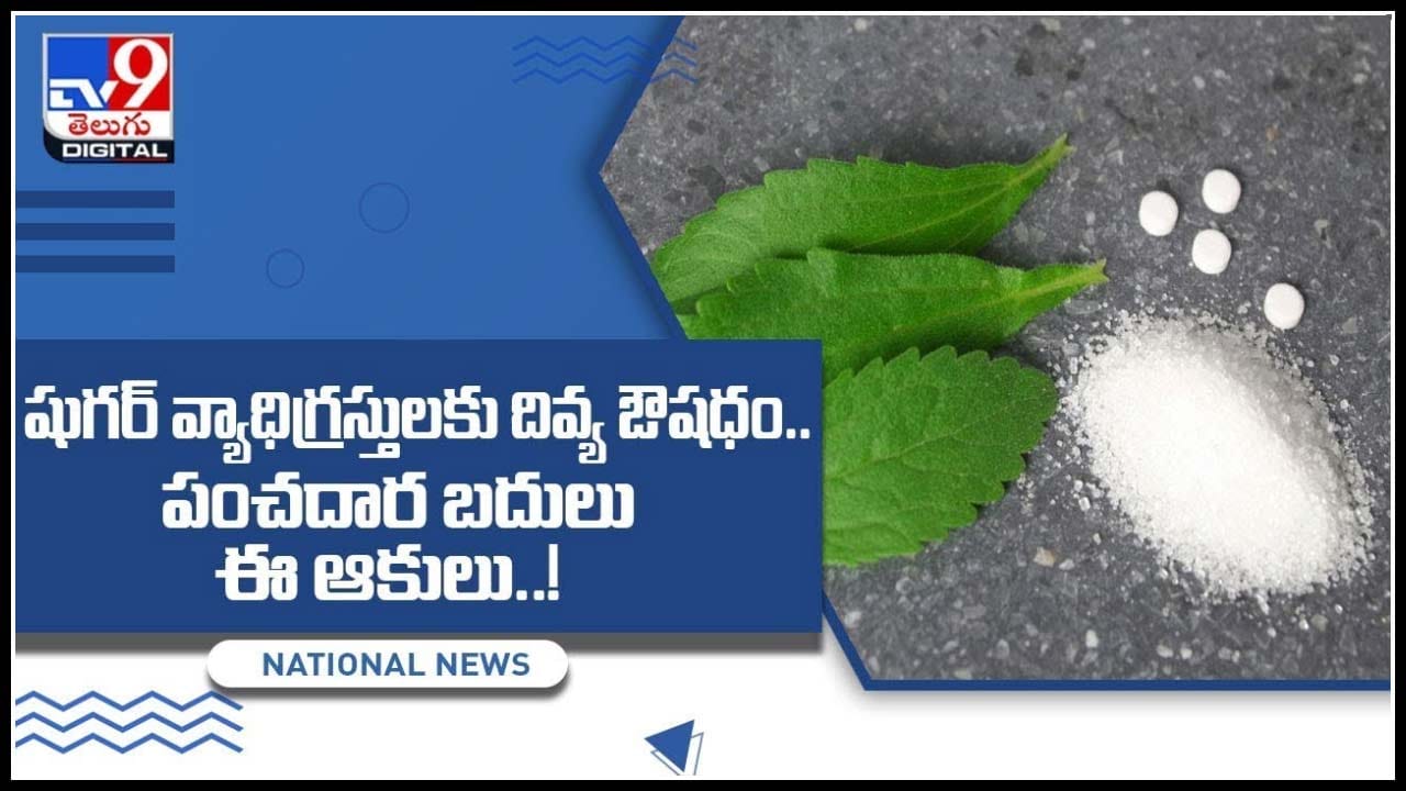SteviaLeaves షుగర్ వ్యాధిగ్రస్తులకు దివ్య ఔషధం.. పంచదార బదులు ఈ ఆకులు