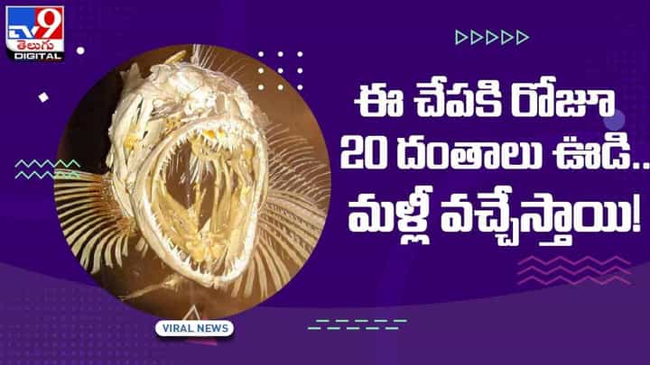 ఈ చేపకి రోజూ 20 దంతాలు ఊడి.. మళ్లీ వచ్చేస్తాయి !! వీడియో ఈ చేపకి రోజూ 20 దంతాలు ఊడి.. మళ్లీ వచ్చేస్తాయి !! వీడియో