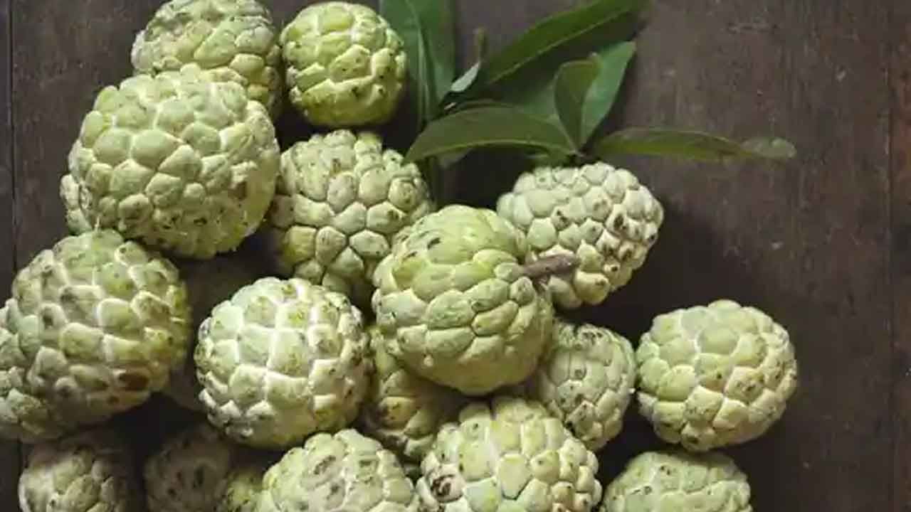 Sugar Apple సీతాఫలం ప్రియులకు బ్యాడ్‌న్యూస్.. లాభాల కంటే నష్టాలే