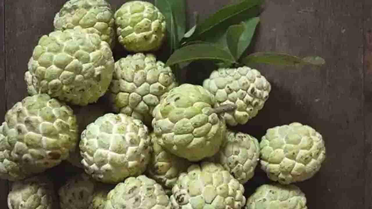 Sugar Apple: సీతాఫలం ప్రియులకు బ్యాడ్‌న్యూస్.. లాభాల కంటే నష్టాలే ఎక్కువట..! అవేంటో తెలుసుకోండి