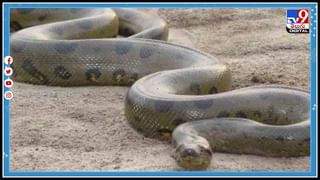 800 year old mommy: తవ్వకాల్లో బయటపడ్డ 800 ఏళ్లనాటి మమ్మీ.. చూస్తే మీరూ షాకవుతారు..!(వీడియో)