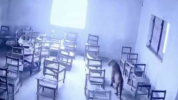 Leopard Attack: కాలేజీలో చిరుత పులి హల్చల్.. విద్యార్థిపై పంజా.. భయంతో క్యాంపస్లో తొక్కిసలాట..