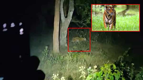 Tiger: భయం గుప్పిట్లో భూపాలపల్లి జిల్లా.. పెద్ద పులి సంచారంతో వణుకుతున్న అటవి గ్రామాలు..