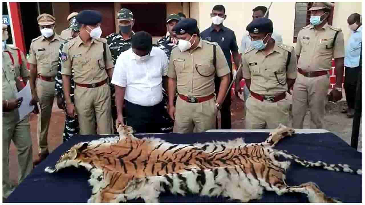 Tiger Skin Smuggling: పెద్దపులుల ప్రాణాలు మింగేస్తున్న మానవ మృగాలు.. చర్మం, అవయవాలతో ఏం చేస్తున్నారో తెలుసా..?