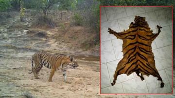 Tiger Skin: అన్నీ అనుమానాలే.. అసలు పులి చర్మం ఎక్కడ..? అటవీశాఖ దర్యాప్తులో షాకింగ్ విషయాలు!