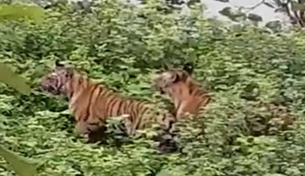 Viral Video: గర్జిస్తున్న పులులు.. వైరల్గా మారిన వీడియో..