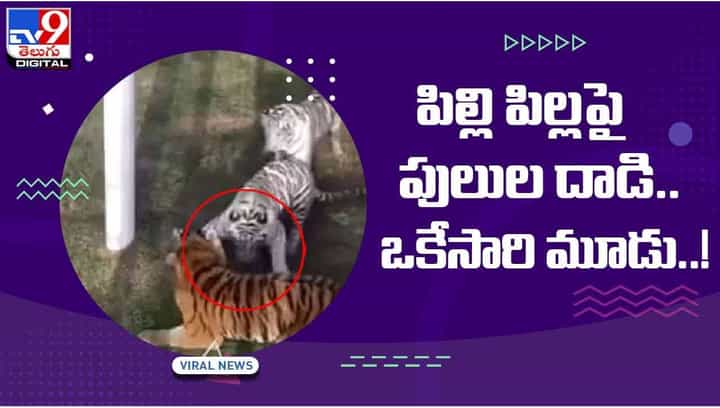 Viral Video: పిల్లి పిల్లపై పులుల దాడి !! ఒకేసారి మూడు !! వీడియో Viral Video: పిల్లి పిల్లపై పులుల దాడి !! ఒకేసారి మూడు !! వీడియో