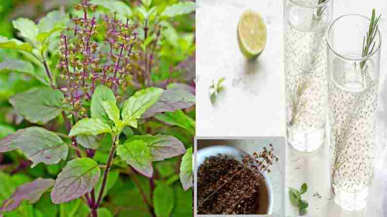 Tulasi Seeds: క్యాన్సర్ కణాలు పెరగకుండా చేసే తులసి విత్తనాలు.. ఈ గింజలతో అనేక ఆరోగ్య ప్రయోజనాలు..