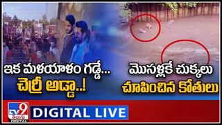 Viral Video: భజ్జీ బౌలింగ్‌లో అమితాబ్‌ సిక్స్‌ !! వీడియో వైరల్‌