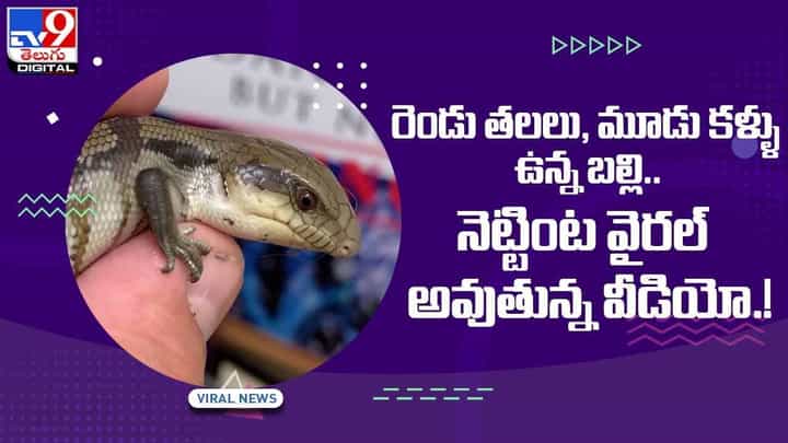 Viral Video: రెండు తలలు, మూడు కళ్ళు ఉన్న బల్లి.. నెట్టింట వీడియో వైరల్ Viral Video: రెండు తలలు, మూడు కళ్ళు ఉన్న బల్లి.. నెట్టింట వీడియో వైరల్
