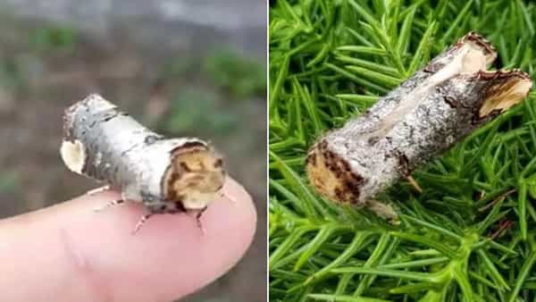 Viral Video: కళ్లను మాయ చేస్తున్న తొమ్మిదో వింత.. అచ్చం చెక్క ముక్కలా..