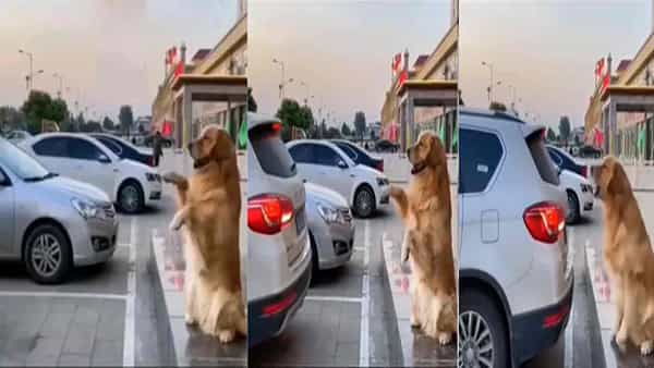 Video Viral: తన యజమాని కారు పార్కింగ్ చేస్తుంటే.. కుక్క ఇచ్చిన డైరెక్షన్స్కు నెటిజన్లు ఫిదా.. మీరు కూడా ఓ లుక్ వేయండి మరి..