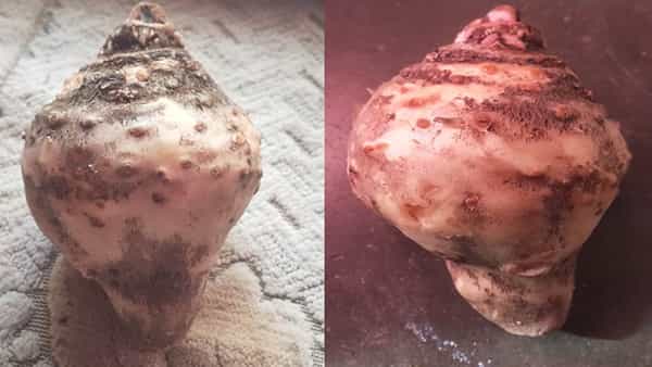Viral News: కార్తీక మాసం చివరి రోజున అద్భుతం.. శంఖంను పోలిన కంద దుంప సాక్షాత్కారం..