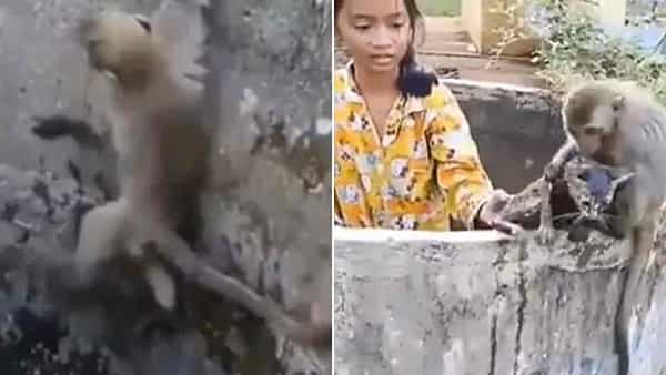 Viral Video: నీటి సంపులో పడిపోయిన పిల్లి.. కాపాడేందుకు కోతి తాపత్రయం చూడండి