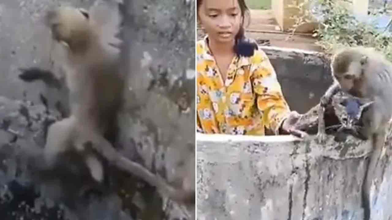 Viral Video: నీటి సంపులో పడిపోయిన పిల్లి.. కాపాడేందుకు కోతి తాపత్రయం చూడండి