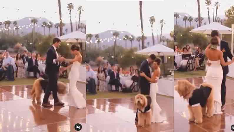 Wedding Video: పెళ్లి రోజున కొత్త వధూవరులు డ్యాన్స్.. మధ్యలో కుక్క సందడి.. వీడియో వైరల్