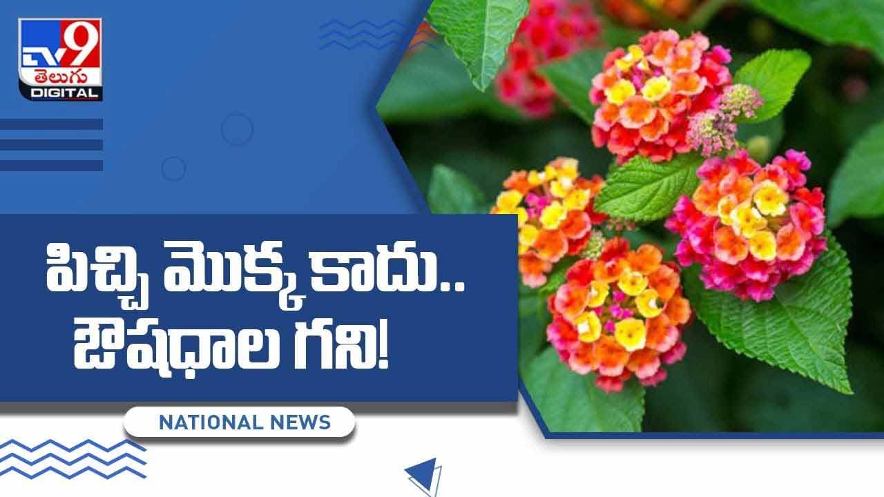 West Indian Lantana: పిచ్చి మొక్క కాదు.. పాము కాటుకి సూపర్‌ మెడిసిన్‌ !! వీడియో