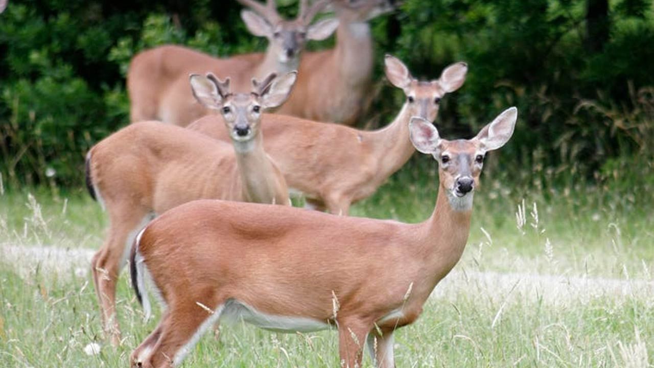 Wild Deer in US: Corona not leaving animals in America .. Three types of  viruses identified in 129 deer .. | Do Animals Contract COVID? This Study  Says 129 Deer in US