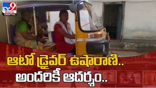 Viral Video: పిల్లి పిల్లపై పులుల దాడి !! ఒకేసారి మూడు !! వీడియో