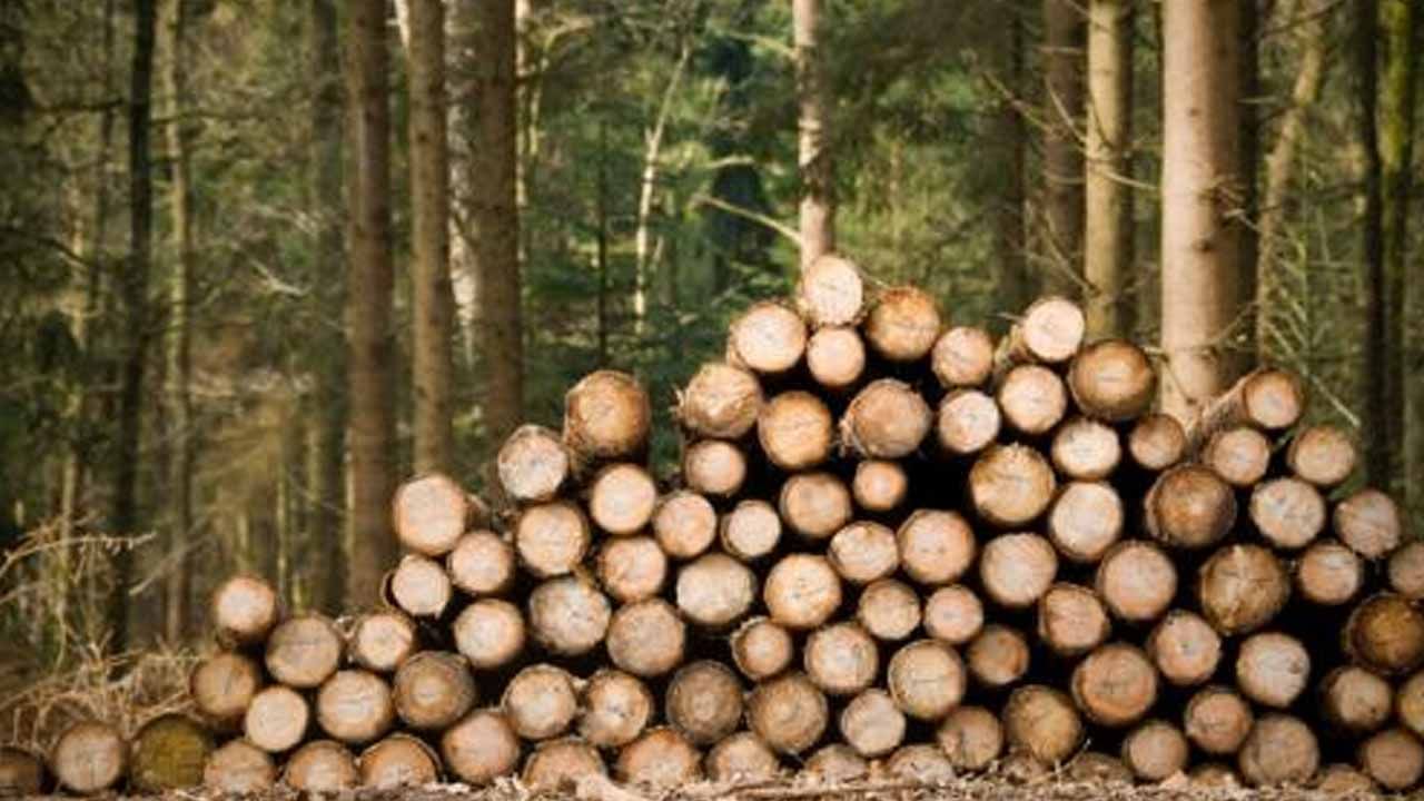 Wood Smuggling: ప్రాణహిత అడ్డాగా మంచిర్యాలకు ‘మహా’ కలప.. విలువ తెలిస్తే కళ్లు బైర్లు కమ్మడం ఖాయం..!