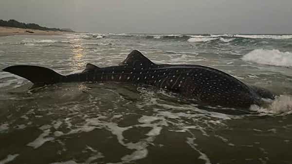 Visakhapatnam: విశాఖ మత్స్యకారులకు చిక్కిన అనుకోని అతిథి.. తంతిడి తీరంలో వేల్ షార్క్..