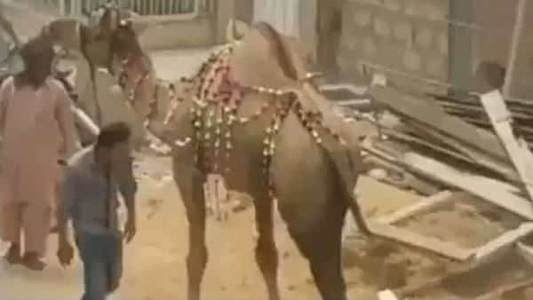 Viral video: తోకను పట్టుకుని యువకుడి వెర్రి చేష్టలు.. తగిన బుద్ధి చెప్పిన ఒంటె.. నెట్టింట్లో వైరలవుతోన్న వీడియో..