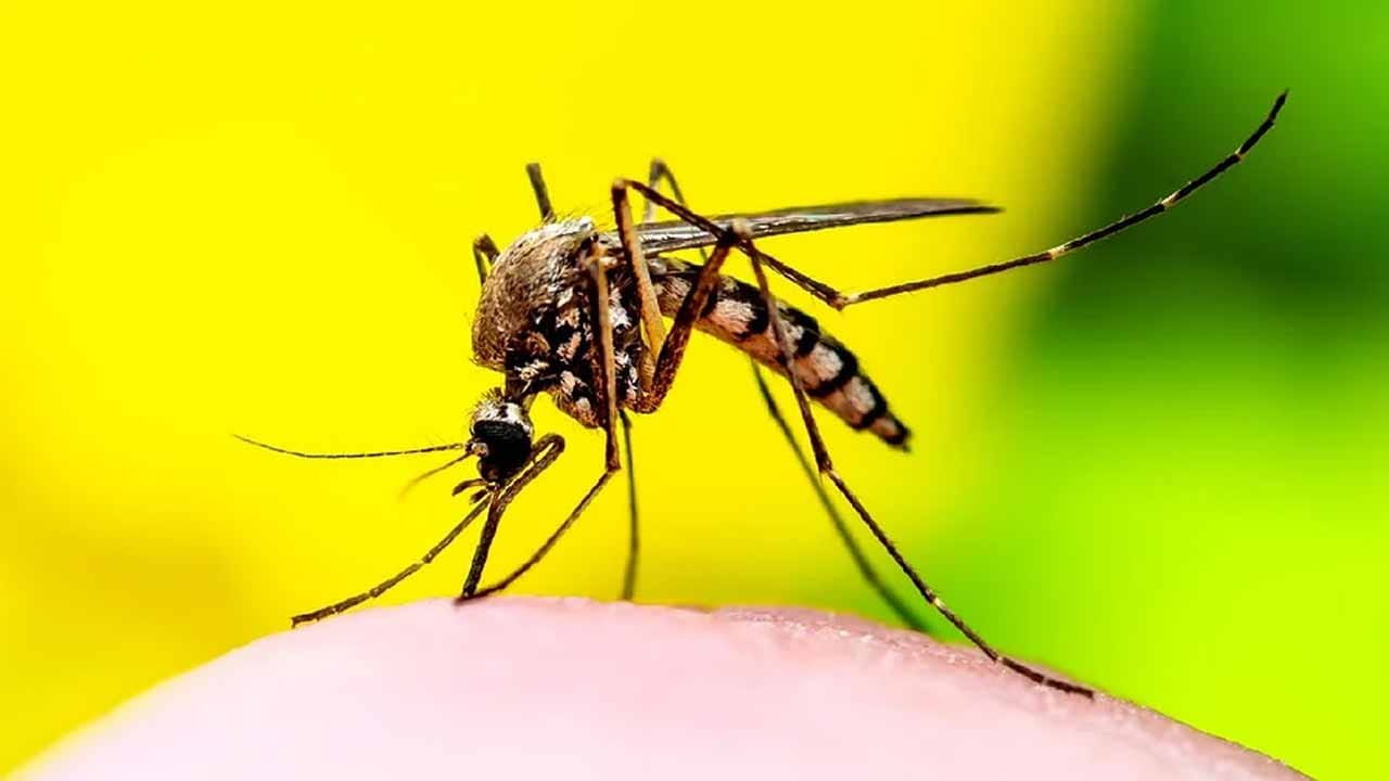 Mookolodi Insect ఆ దేశంలో ఒక్క దోమ కూడా కనిపించదు.. దానికి సైన్స్ కారణమేంటో తెలుసుకోండి ...