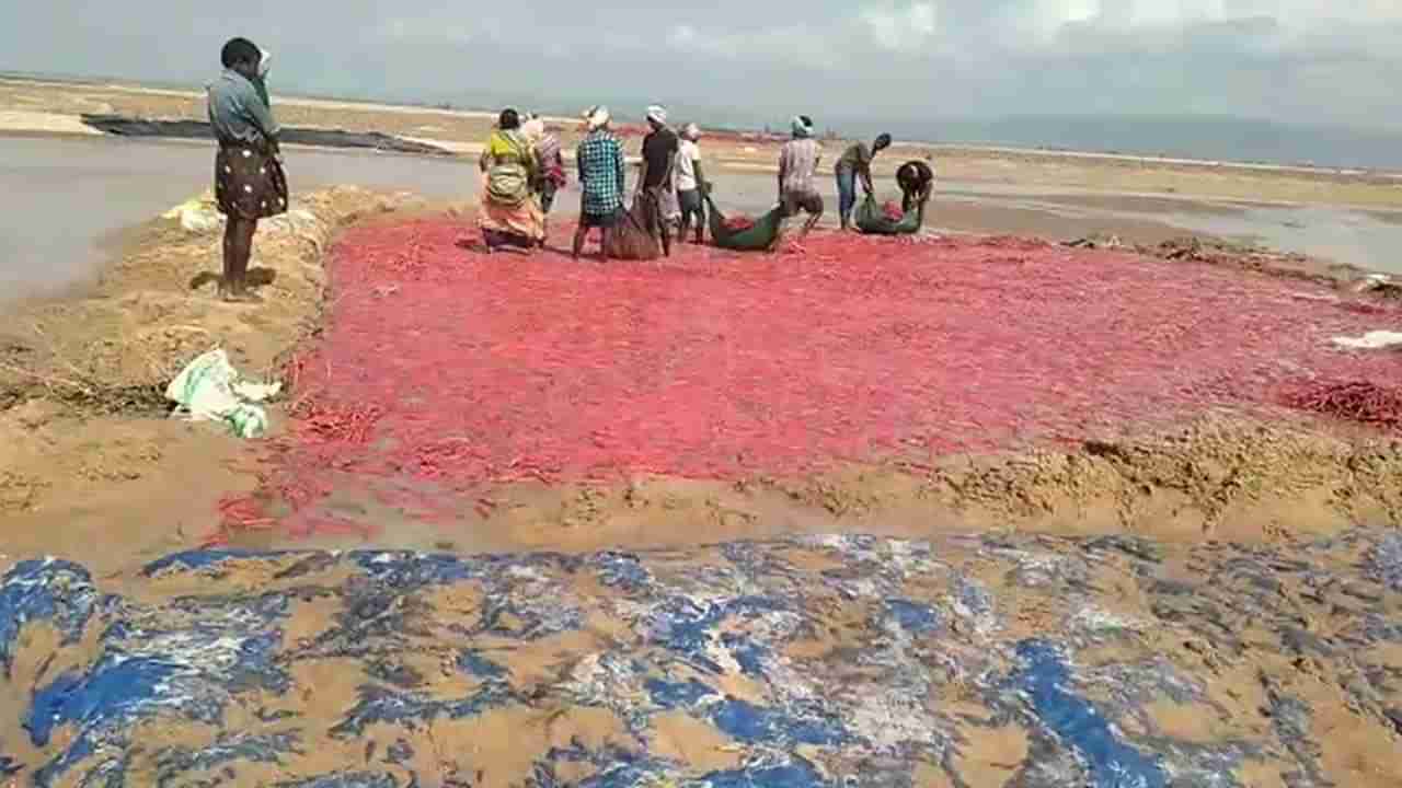 Warangal: మిర్చి రైతులను నిండా ముంచిన అకాల వర్షాలు.. కళ్లెదుటే కొట్టుకుపోయిన పంట..