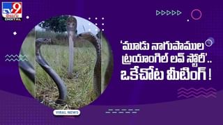 Viral Video: టీవీ చూసి లొట్టలేసిన పిల్లి !! పెద్ద బకరా అయ్యింది !! వీడియో